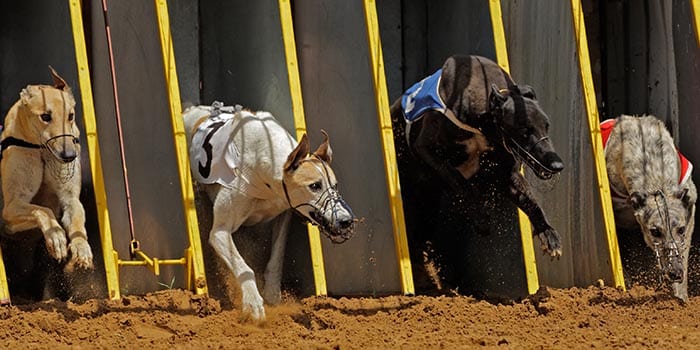 สกอตแลนด์เร่งด่วนห้ามการแข่งขัน Greyhound Racing ทำให้วงการไม่พอใจ